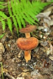 Lactarius volemus image