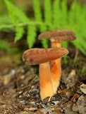 Lactarius volemus image