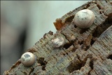 Lycogala epidendrum image