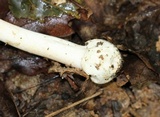 Amanita brunnescens image