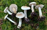 Tricholoma inamoenum image