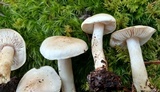 Tricholoma inamoenum image