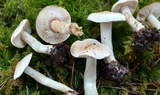 Tricholoma inamoenum image