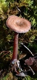Pseudoomphalina cokeri image