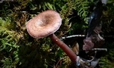Pseudoomphalina cokeri image