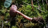 Pseudoomphalina cokeri image