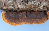 Gloeophyllum sepiarium image