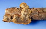 Gloeophyllum sepiarium image