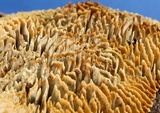 Gloeophyllum sepiarium image