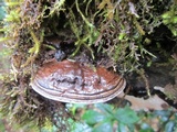 Ganoderma australe image