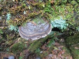 Ganoderma australe image