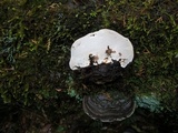 Ganoderma australe image