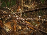 Marasmiellus dendroegrus image