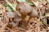 Entoloma vernum image