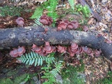 Microporus affinis image