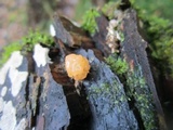 Tremella encephala image