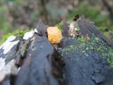 Tremella encephala image