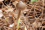 Entoloma vernum image