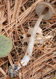 Entoloma vernum image
