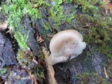 Lentinellus ursinus image
