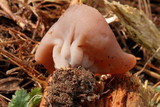 Gyromitra leucoxantha image