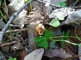 Caulorhiza umbonata image