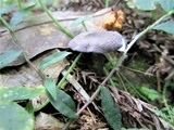 Entoloma lepidissimum image