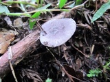 Entoloma lepidissimum image