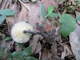 Entoloma lepidissimum image