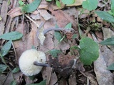 Entoloma lepidissimum image
