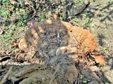 Ganoderma australe image