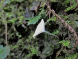 Hemimycena ignobilis image