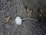 Hemimycena ignobilis image