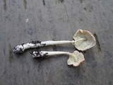 Leucoagaricus rubrotinctus image