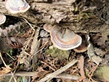 Microporus affinis image
