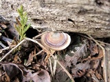 Microporus affinis image