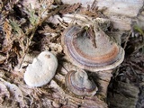 Microporus affinis image
