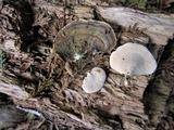 Microporus affinis image