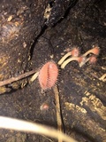 Cookeina tricholoma image