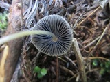 Parasola plicatilis image