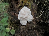 Reticularia lycoperdon image