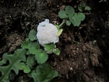 Reticularia lycoperdon image