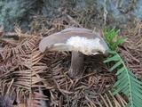 Image of Rhodocollybia meridana