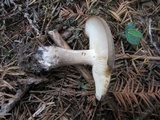 Rhodocollybia meridana image