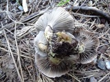 Gomphidius oregonensis image