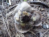 Gomphidius oregonensis image