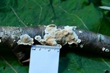 Steccherinum ochraceum image