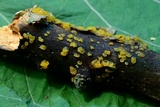 Dacrymyces stillatus image