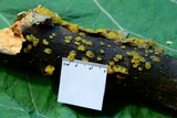 Dacrymyces stillatus image