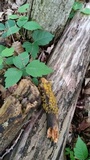 Dacrymyces stillatus image